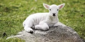 paschal-lamb-is-lion-of-judah_opt