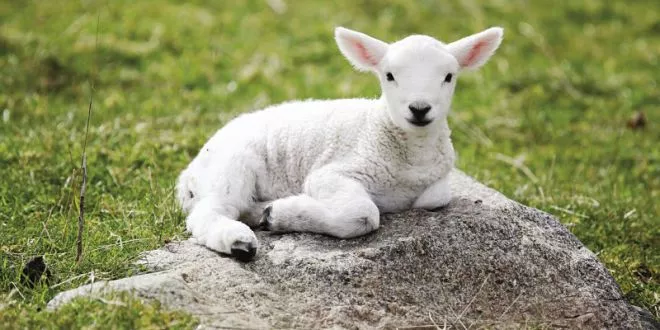 paschal-lamb-is-lion-of-judah_opt