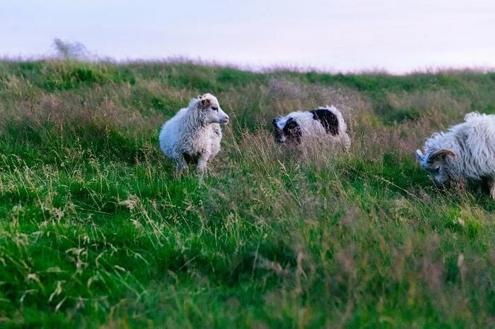 Sheepdogs, Sheep, and a Shepherd 2 sheepdog