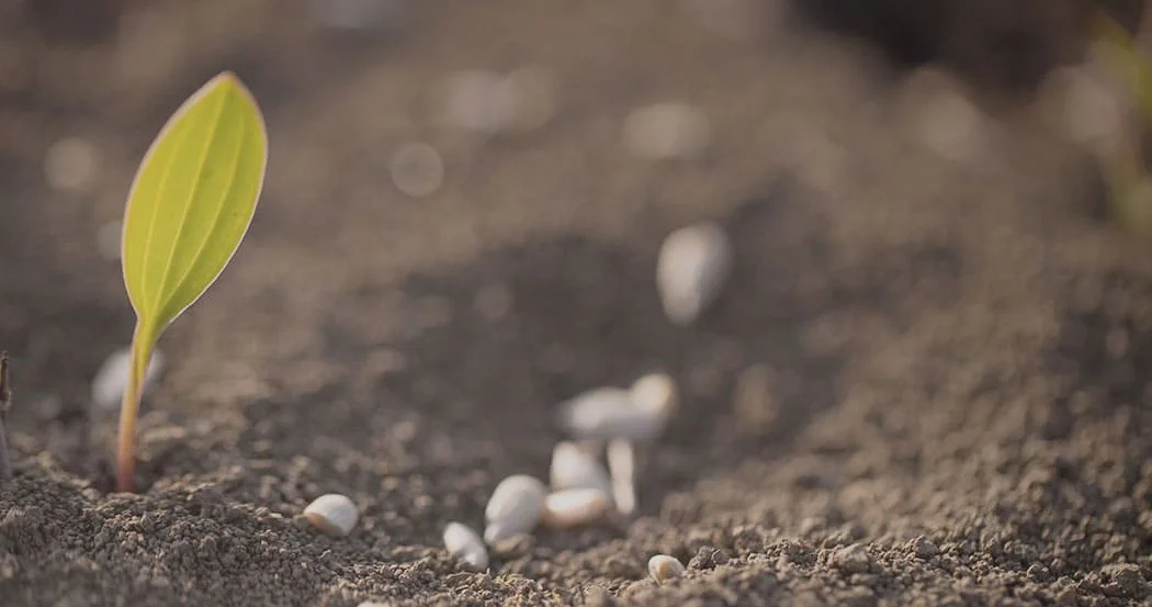 How-to-Flourish-in-a-Fallen-World