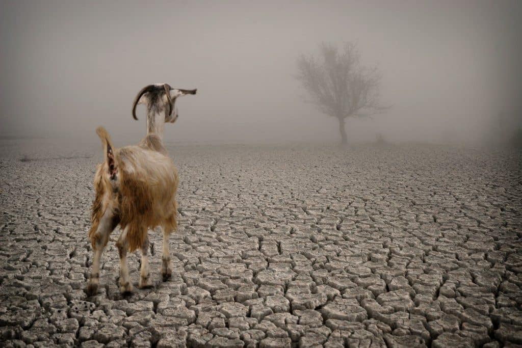 scapegoat-1024×683