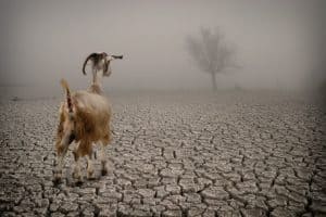 scapegoat-1024×683