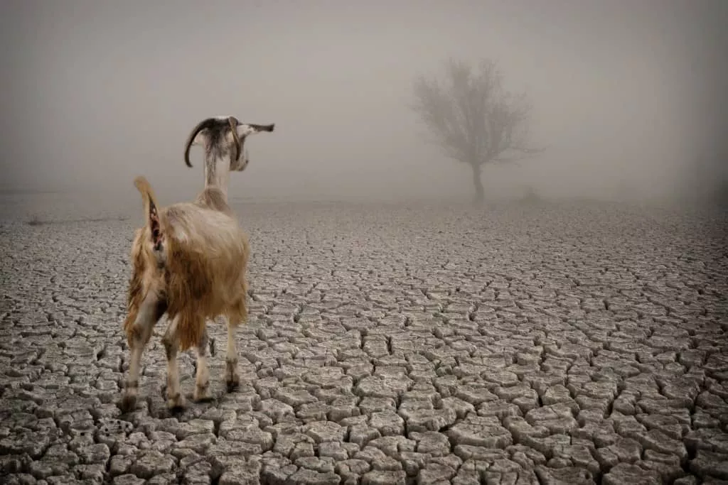 scapegoat-1024×683