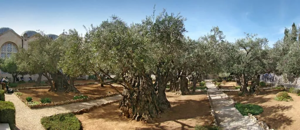 Jerusalem_Gethsemane_tango7174
