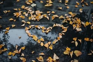roman-kraft-421410-unsplash