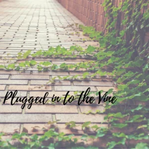 Plugged in to the Vine-5