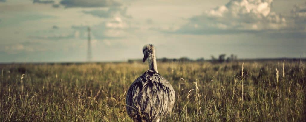 ariana-prestes-4589-unsplash