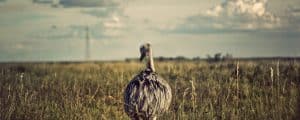 ariana-prestes-4589-unsplash