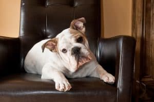 Old World Shaving Parlor Bulldog, Red Bank, New Jersey