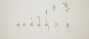 Seed-Promises-750×330