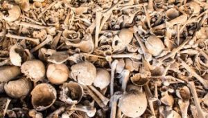 human-bones-1729452_1920