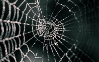 A Tangled Web: The Science of Lying Agrees with God’s Word