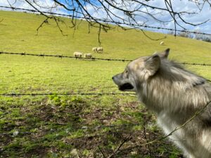 False Teachers: Exposing the Wolves Among the Sheep 6 False Teachers: Exposing the Wolves Among the Sheep 6