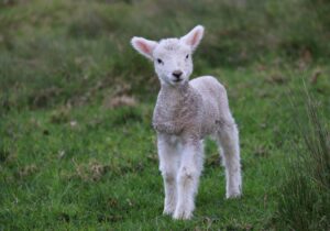 False Teachers: Exposing the Wolves Among the Sheep 7 False Teachers: Exposing the Wolves Among the Sheep 7