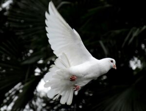 Who is the Holy Spirit? A Theological Examination of His Person and Work 13 Who is the Holy Spirit? A Theological Examination of His Person and Work 13