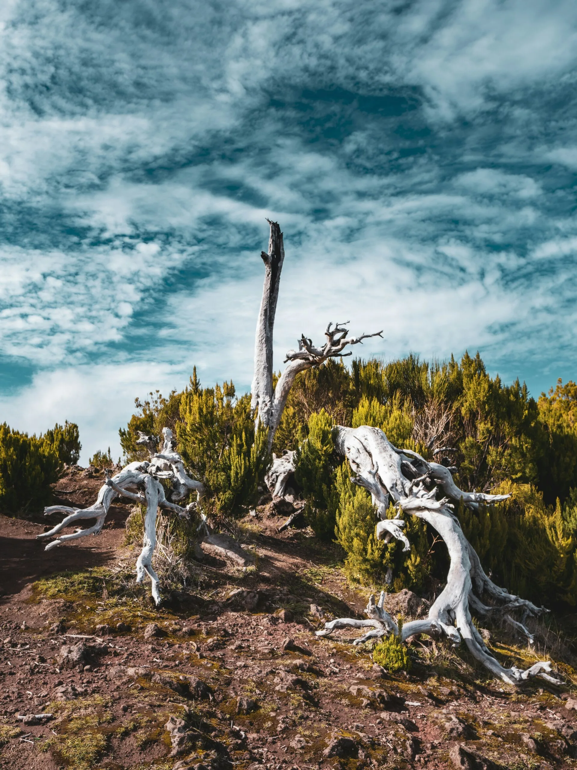 javier-hernandez-7TETn3yhqUw-unsplash